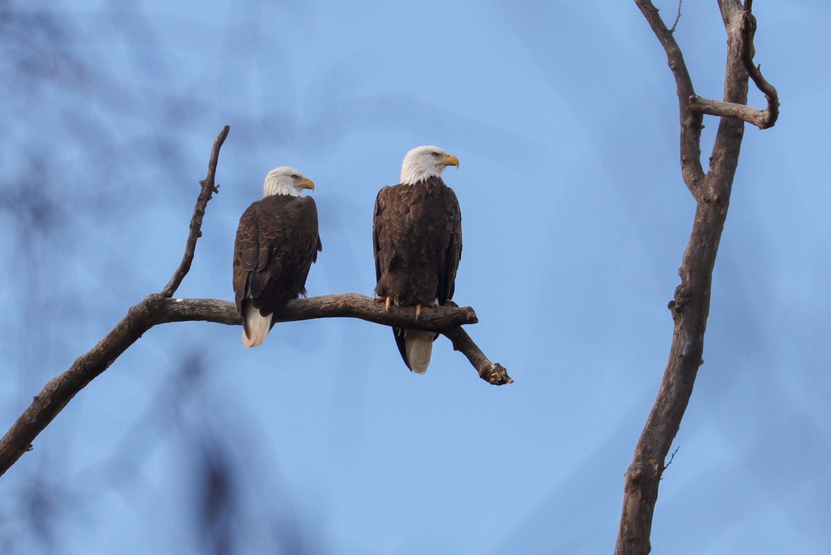 Bald Eagle - ML396757501