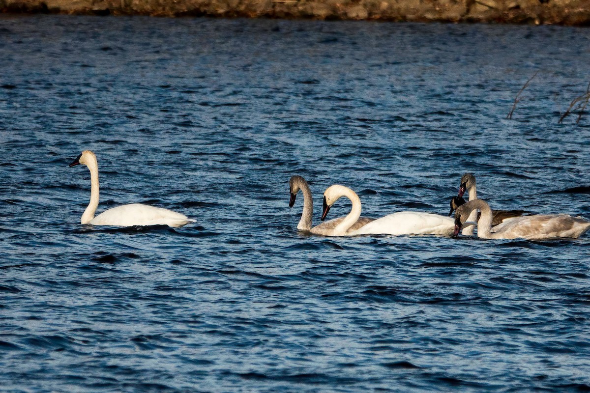 Trumpeter Swan - ML396757581