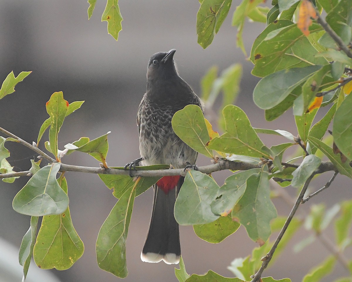 Red-vented Bulbul - ML396757601