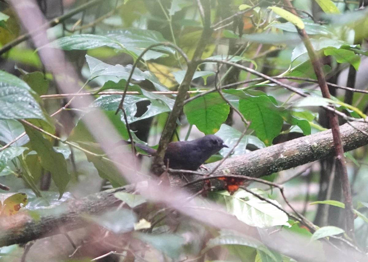 Stiles's Tapaculo - jerry pruett