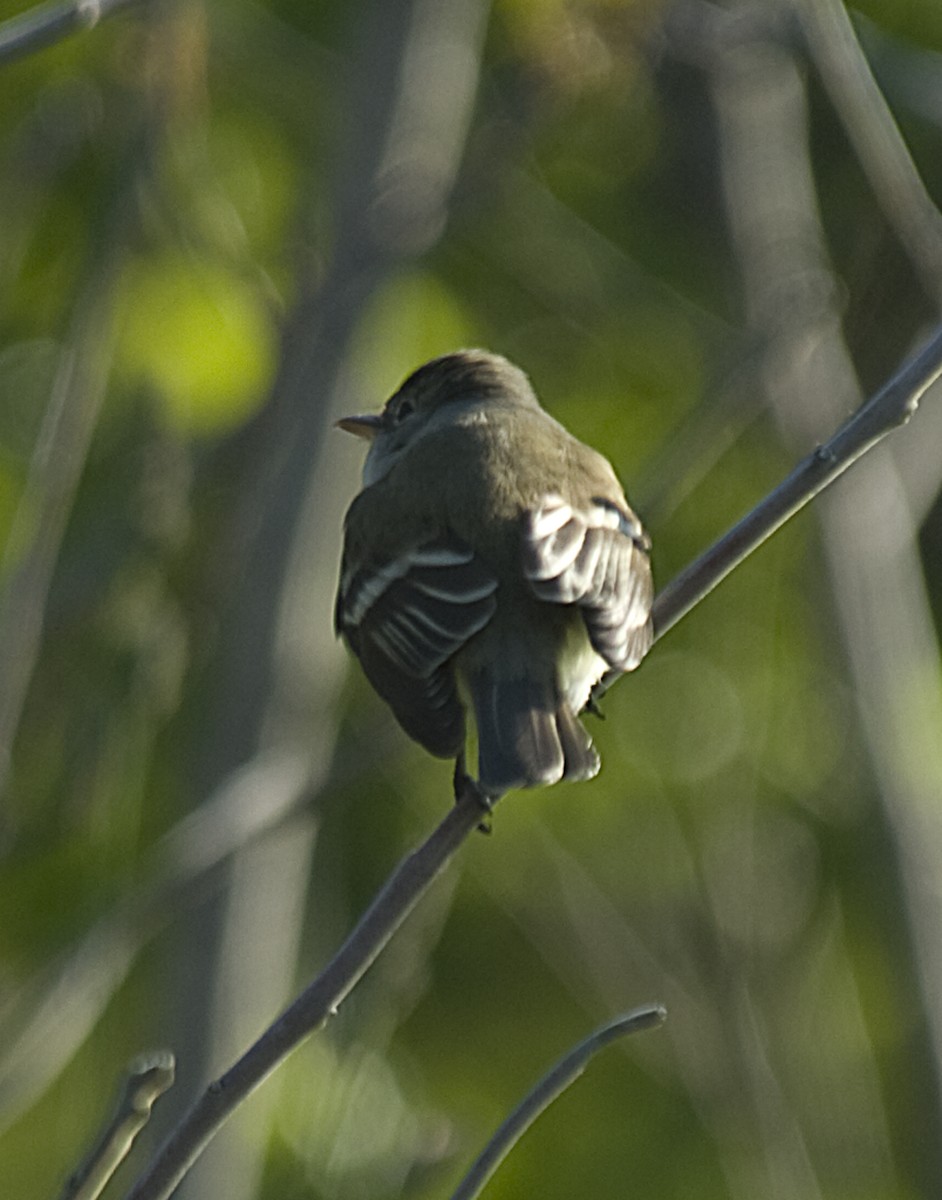 Alder Flycatcher - ML396758591