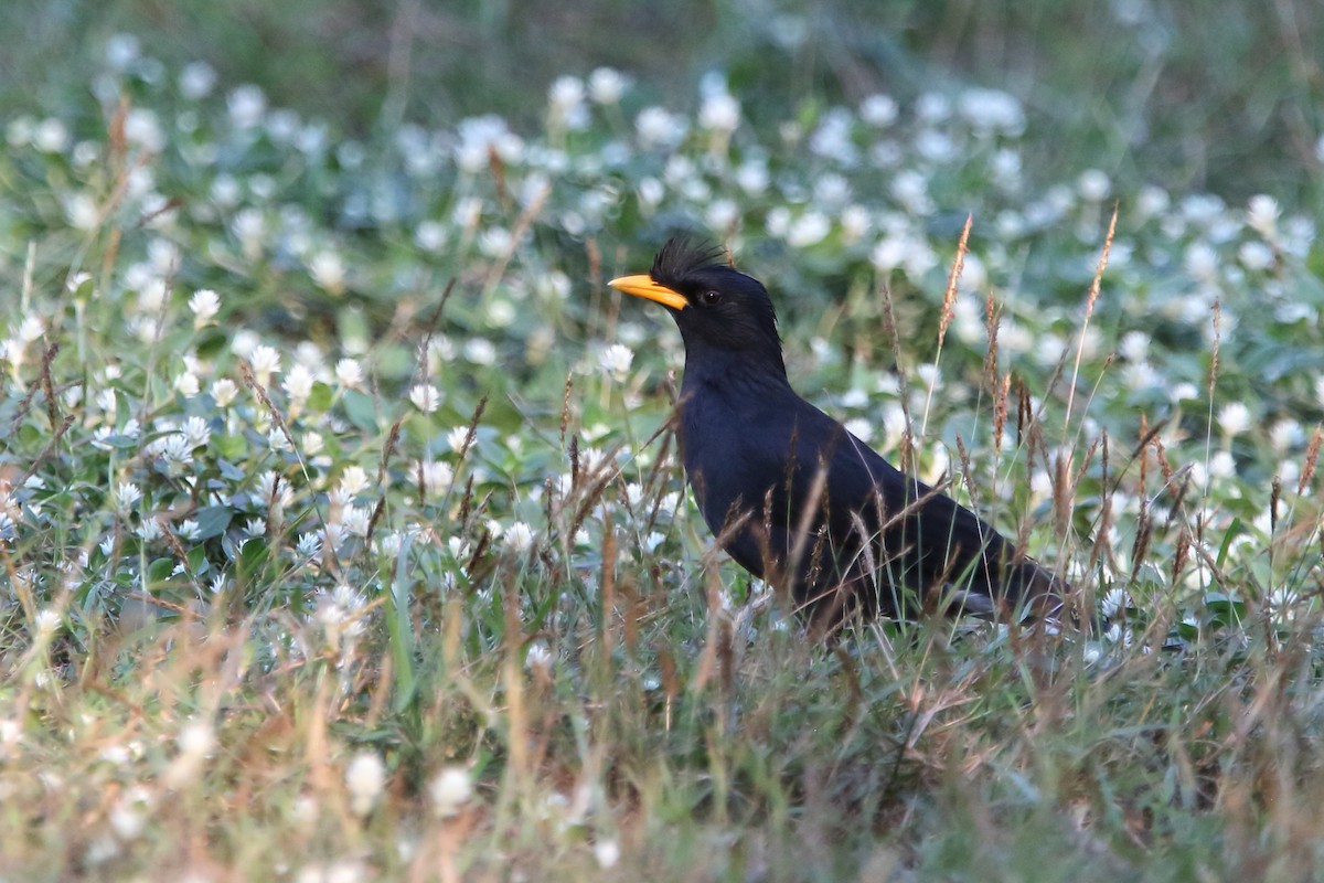 Great Myna - Gang Wu