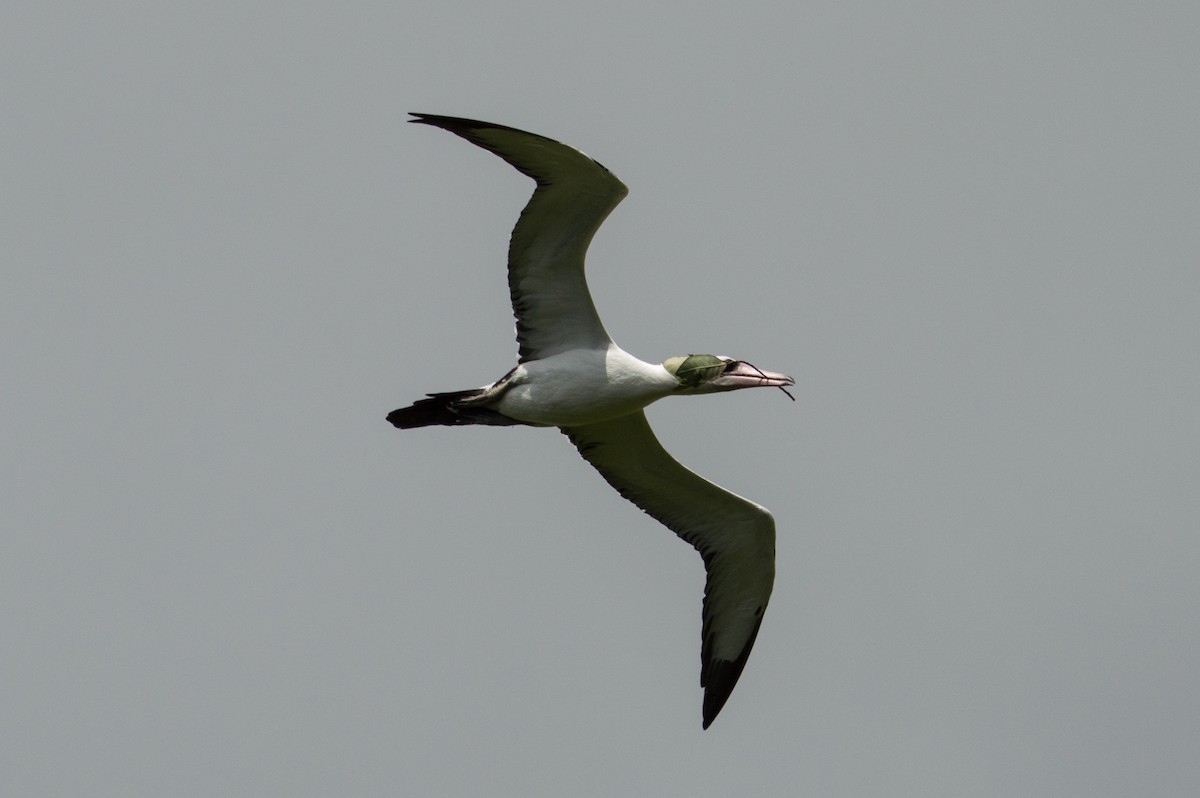 Abbott's Booby - ML396760431