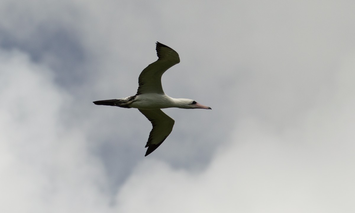 Abbott's Booby - ML396760641