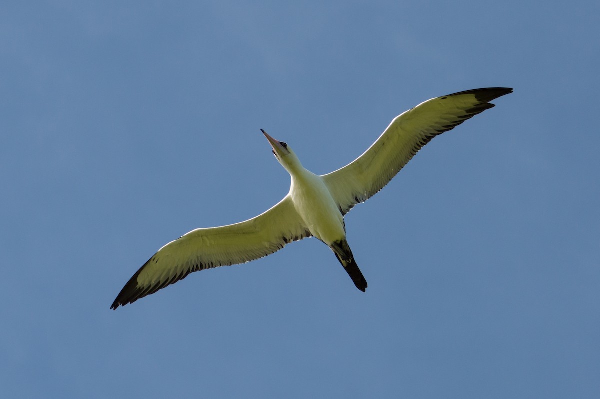 Abbott's Booby - ML396760801