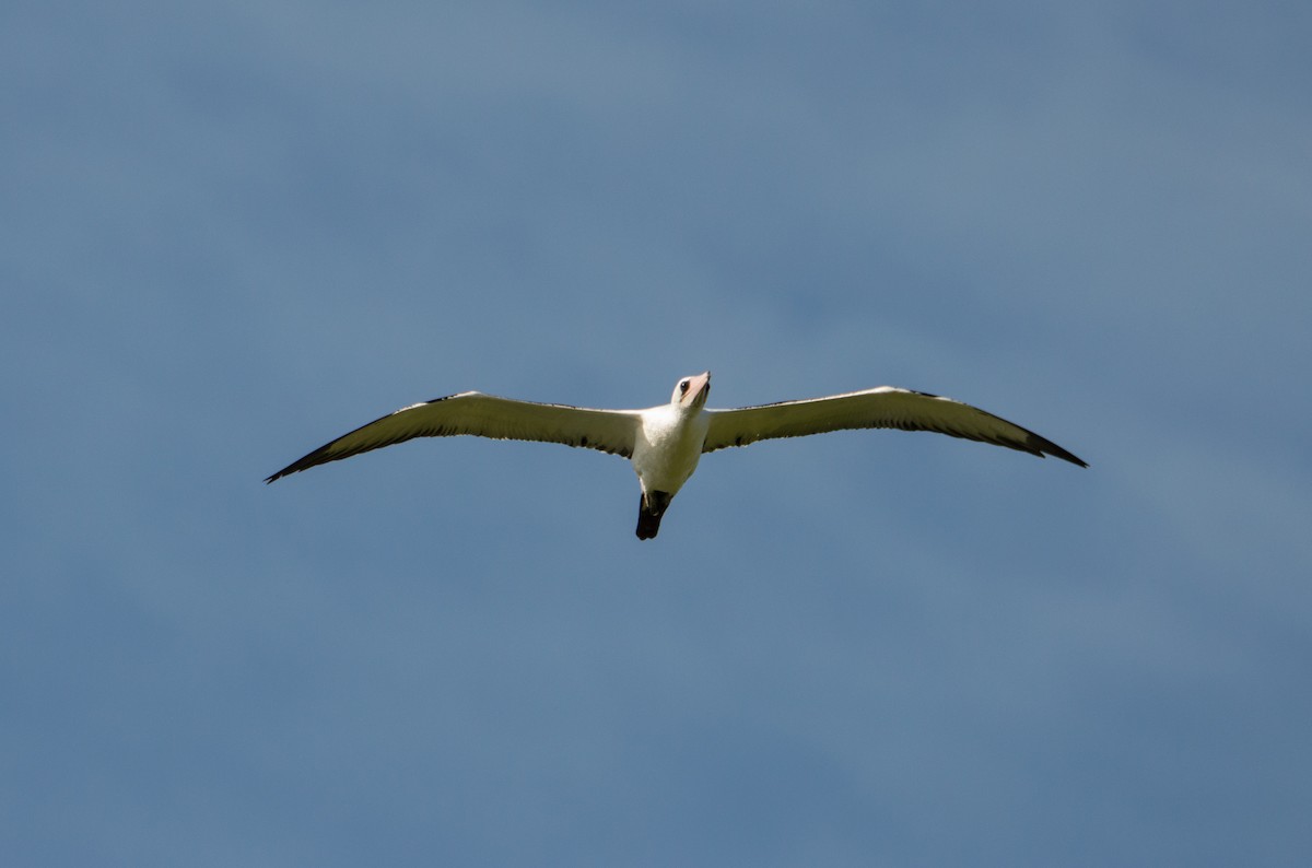 Abbott's Booby - ML396760981