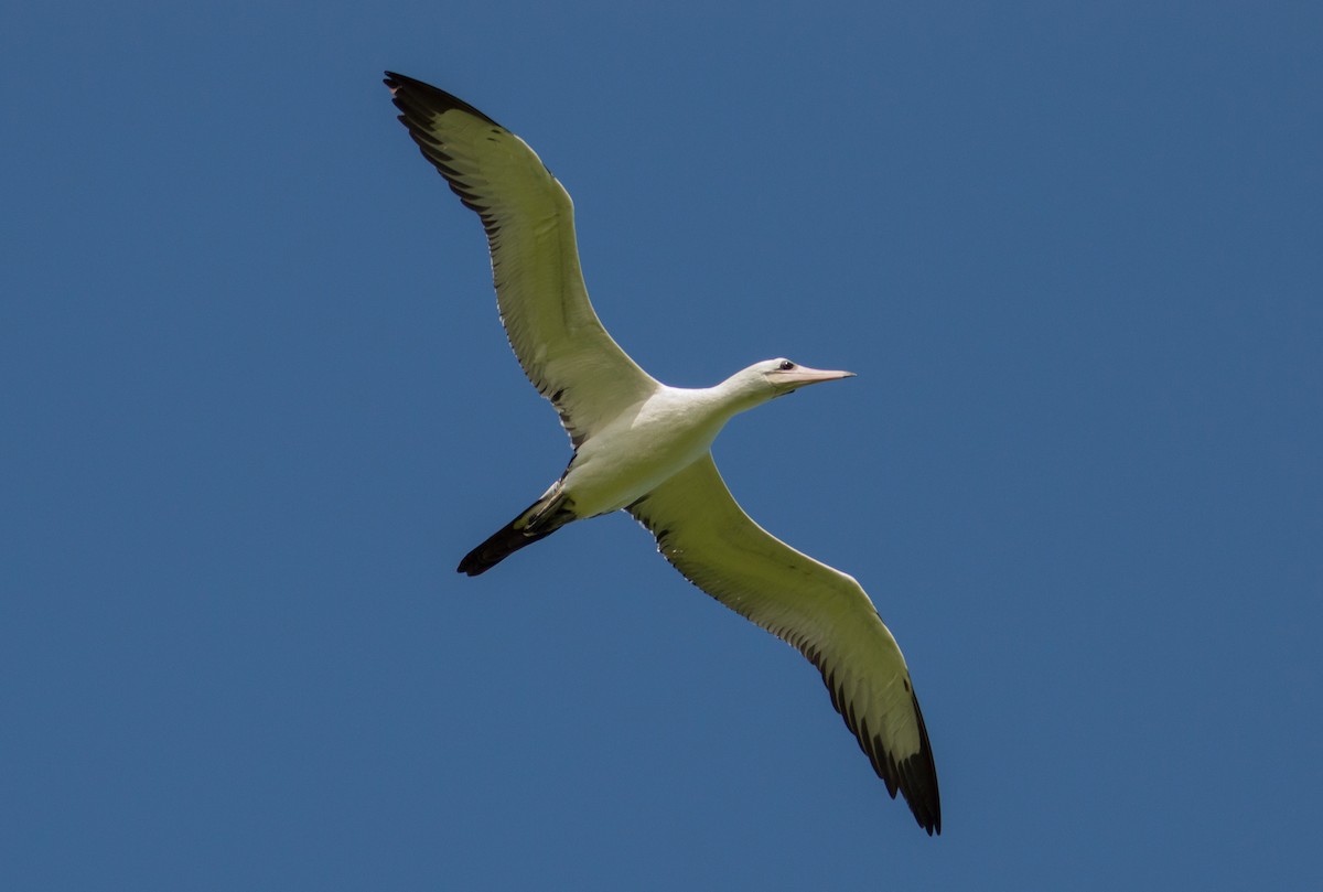 Abbott's Booby - ML396760991