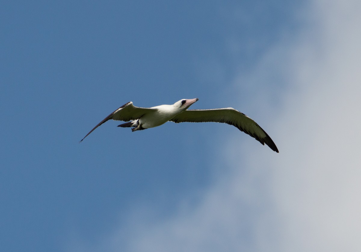 Abbott's Booby - ML396761051