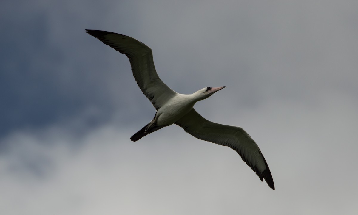 Abbott's Booby - ML396761081