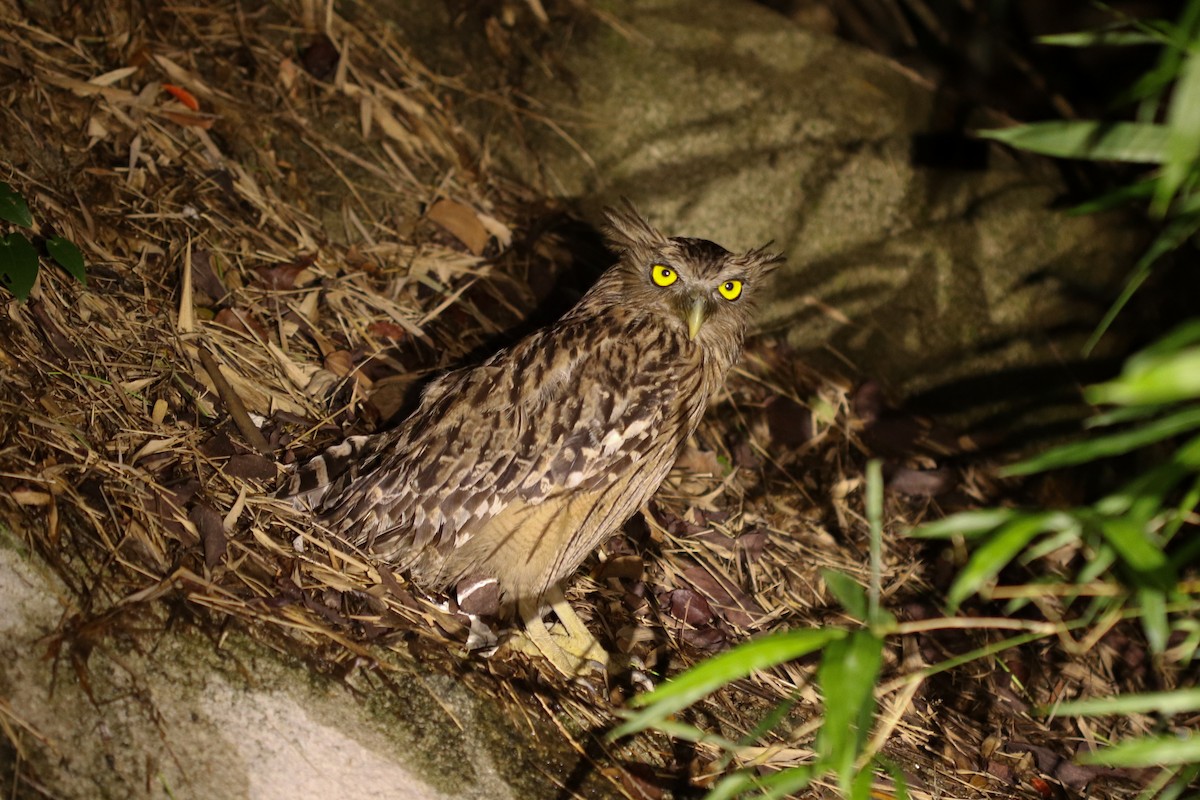 Brown Fish-Owl - ML396762551