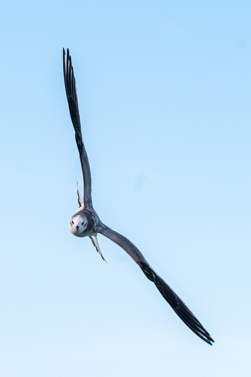 Sabine's Gull - Donald Dixon