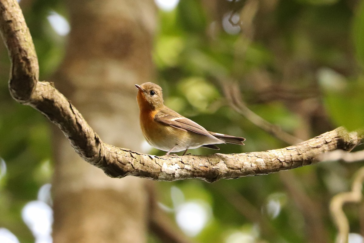 Mugimaki Flycatcher - ML396763201