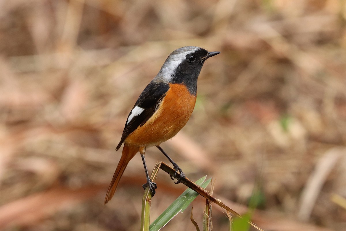 Daurian Redstart - ML396764051