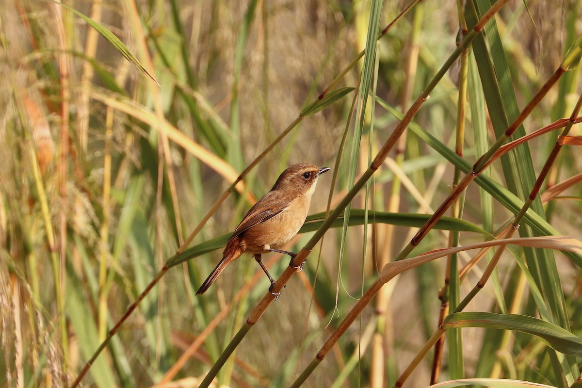 Gray Bushchat - ML396764091