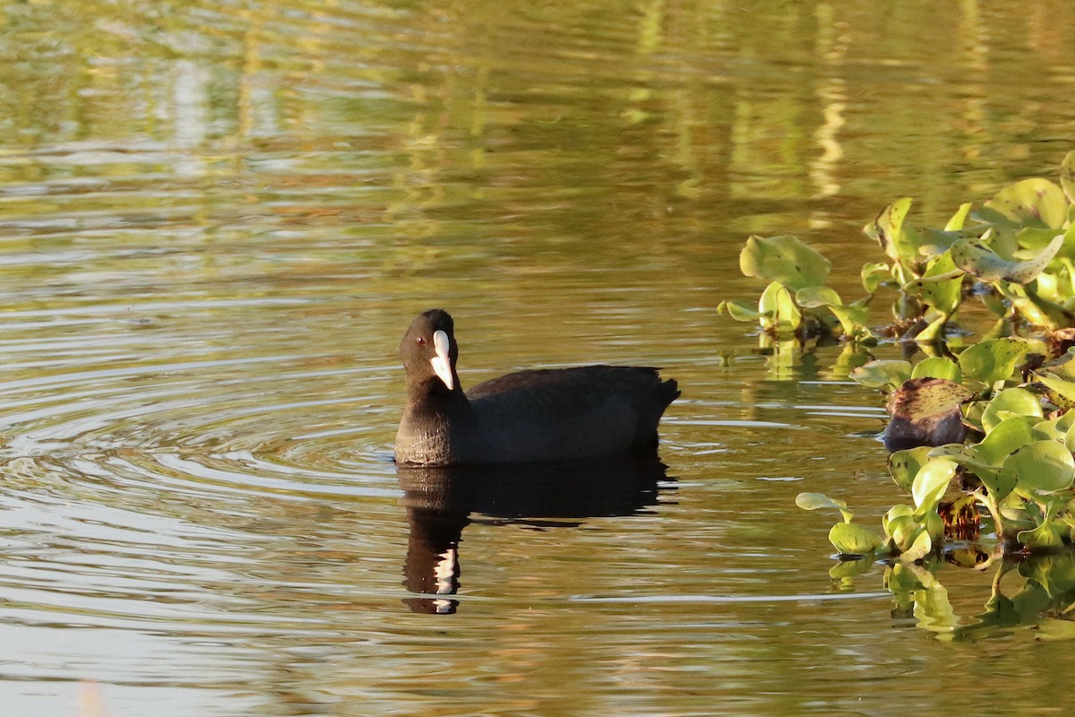 Eurasian Coot - ML396765021