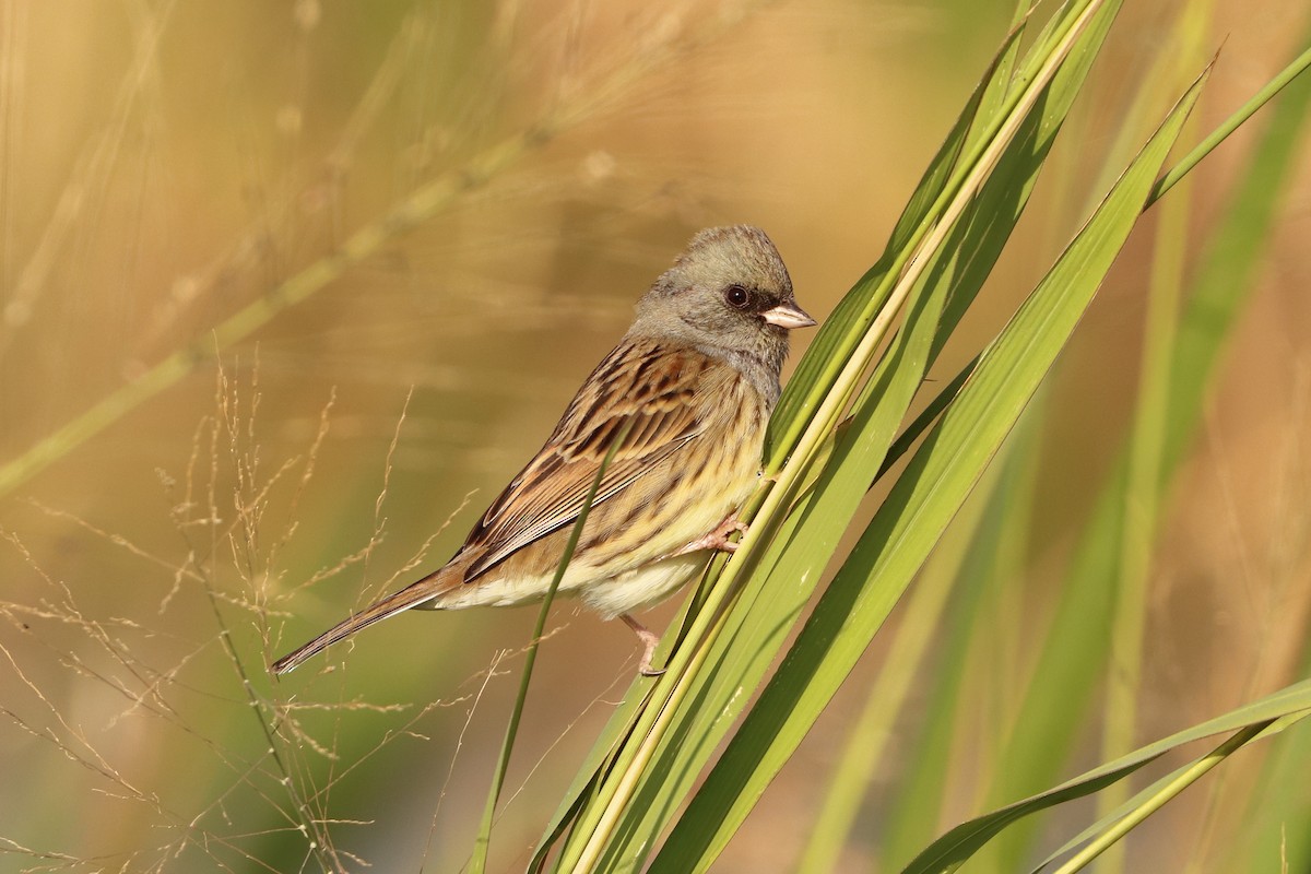 Black-faced/Masked Bunting - ML396765081
