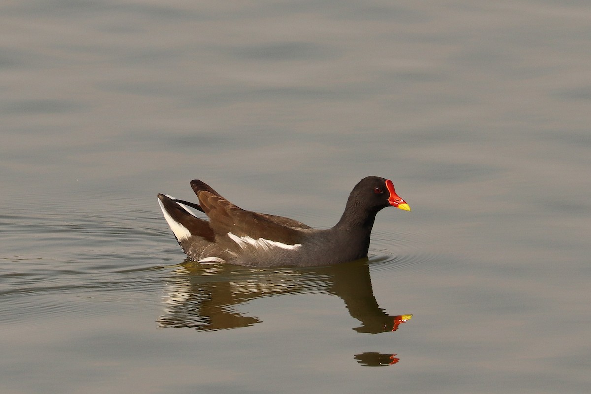 Eurasian Moorhen - ML396765331