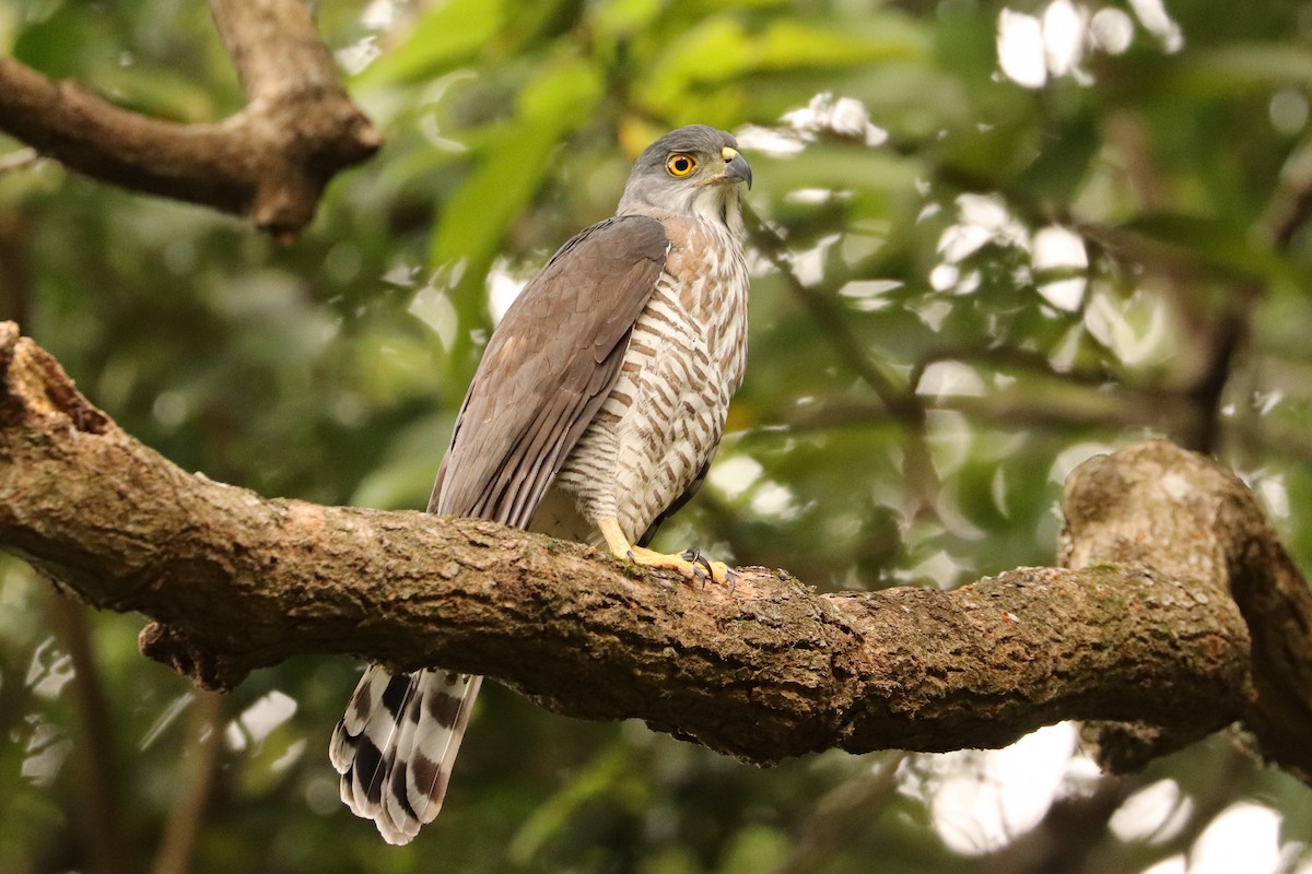 Crested Goshawk - ML396765831