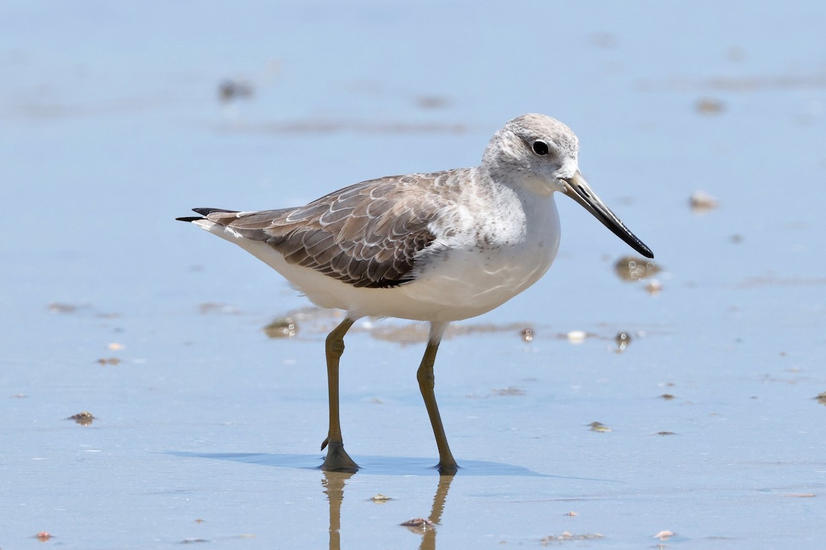 Nordmann's Greenshank - ML396767131