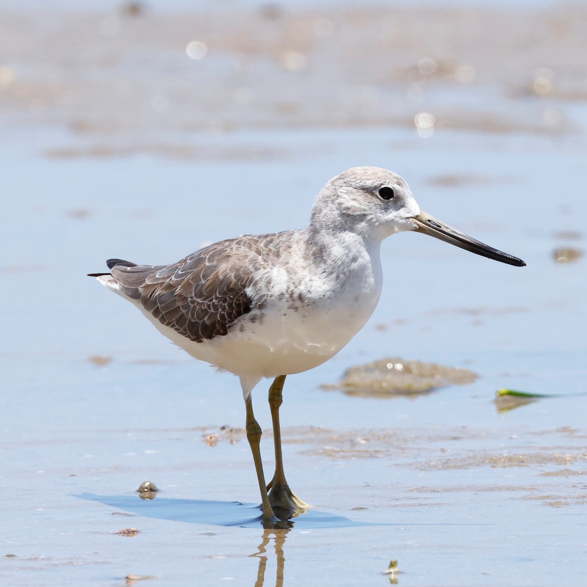 Nordmann's Greenshank - ML396767161