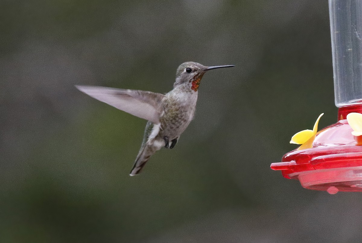 Anna's Hummingbird - ML396767511