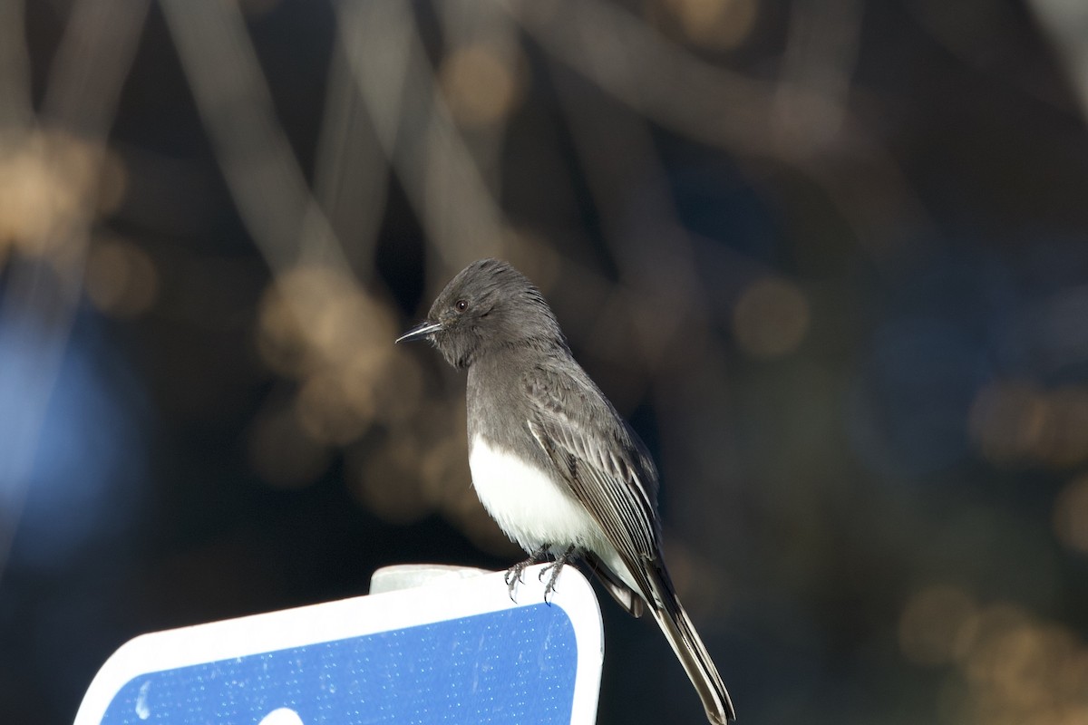 Black Phoebe - ML396769171