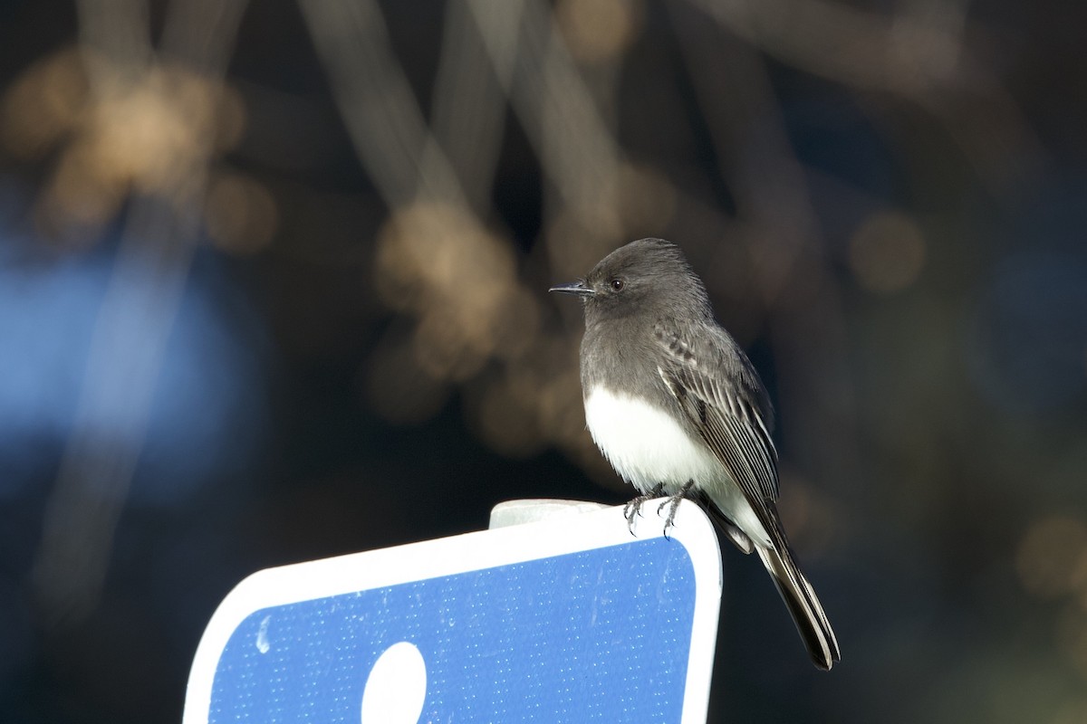 Black Phoebe - ML396769191