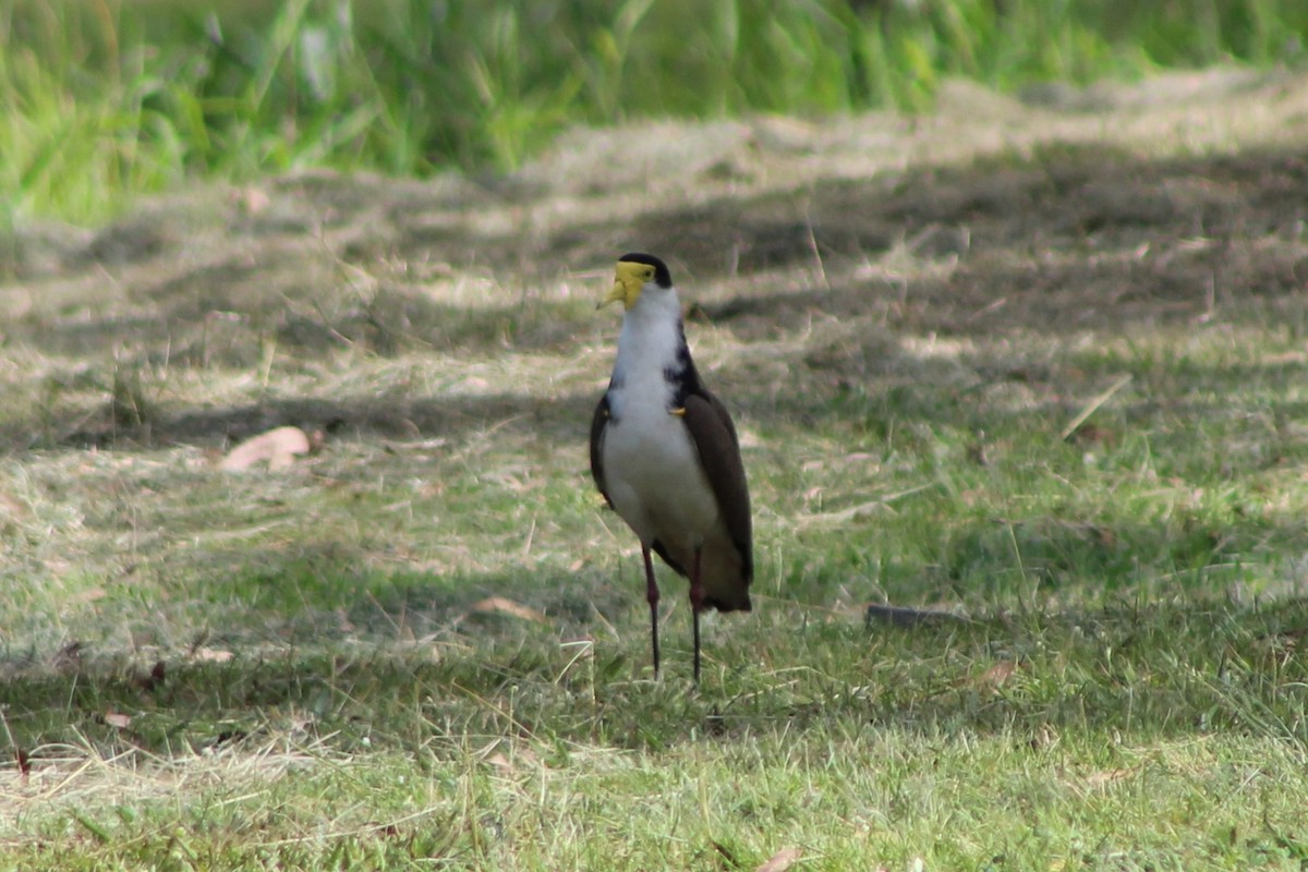 Masked Lapwing (Black-shouldered) - ML396771181