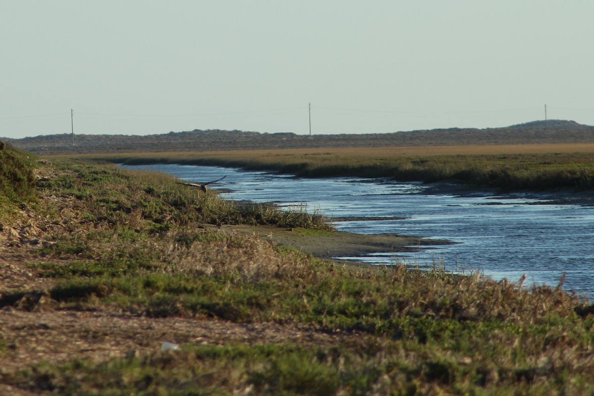 Northern Harrier - ML396772391