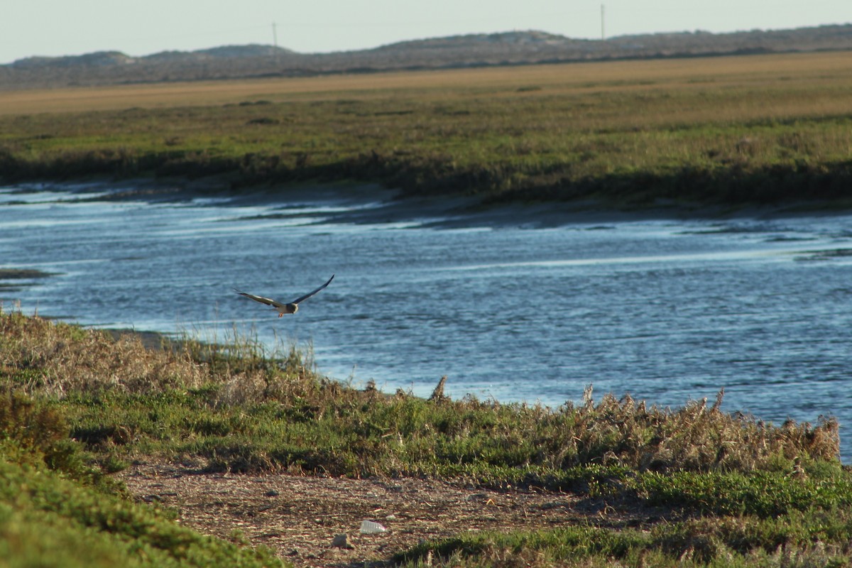 Northern Harrier - ML396772531