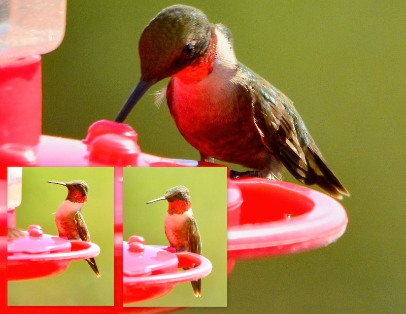 Ruby-throated Hummingbird - ML396773921