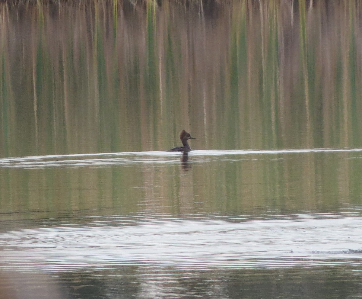 Hooded Merganser - Bev Hansen