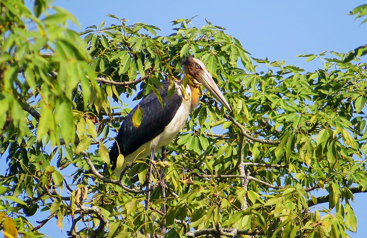 Lesser Adjutant - ML396774971