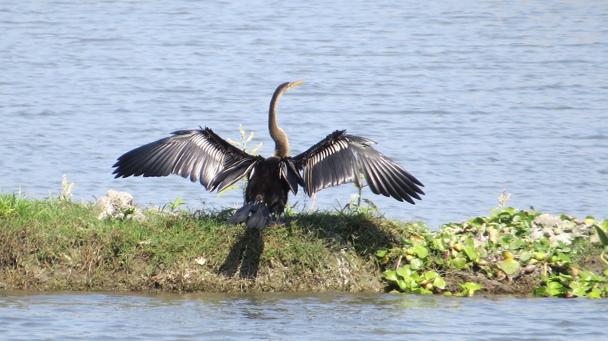 Oriental Darter - ML396775081