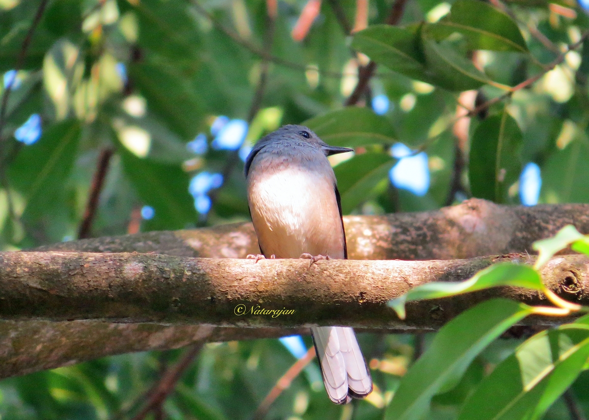 Pale Blue Flycatcher - ML396775221