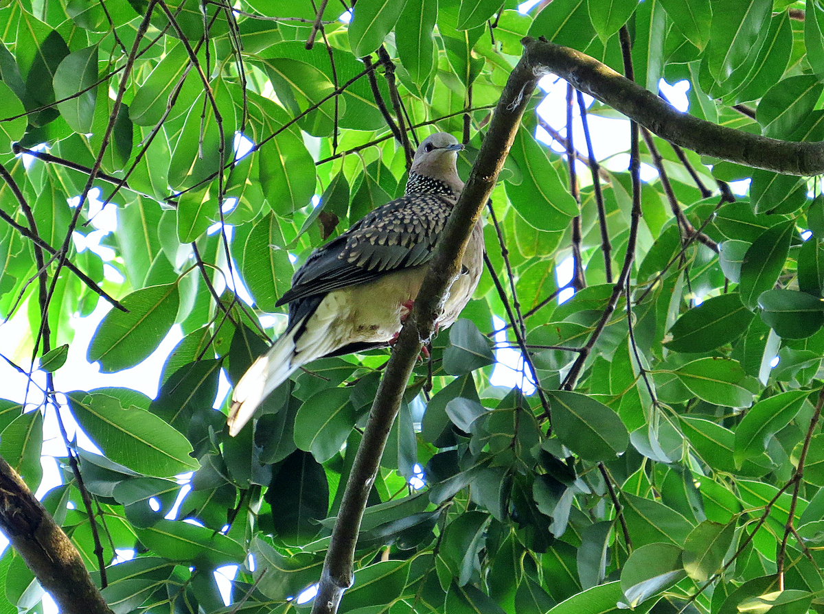 Spotted Dove - ML396775471