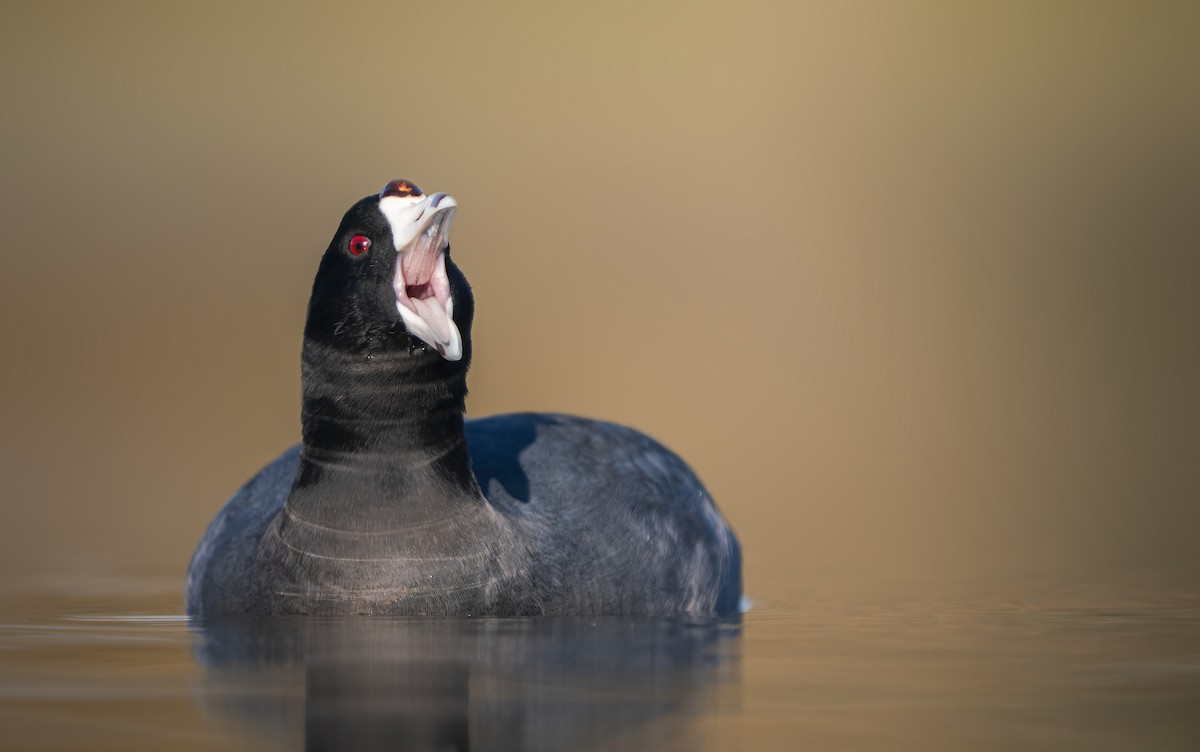 American Coot - ML396776071