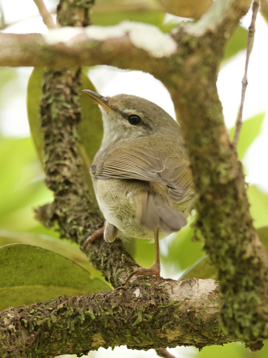 Japanese Bush Warbler - Sochetra Ly