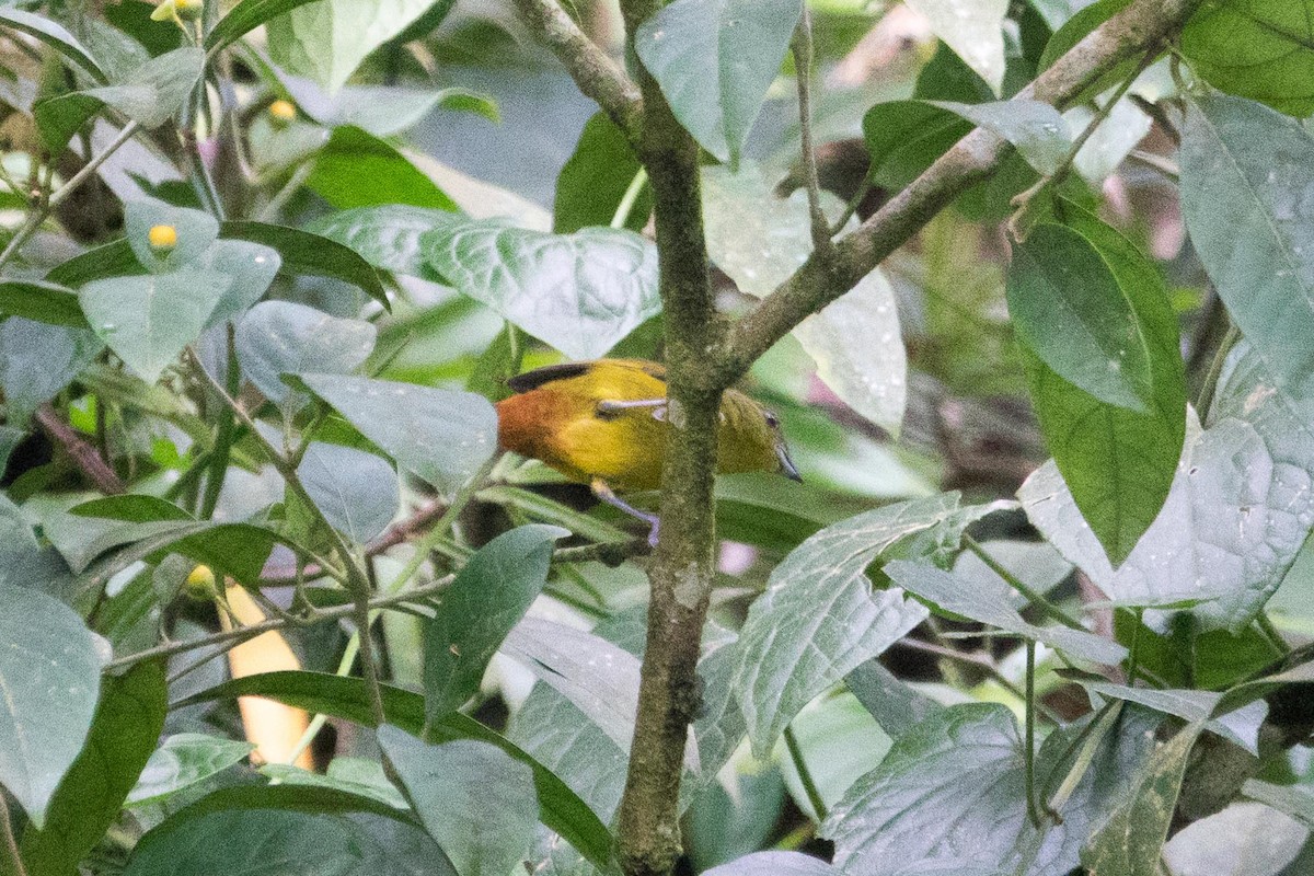 Olive-backed Euphonia - ML39677661