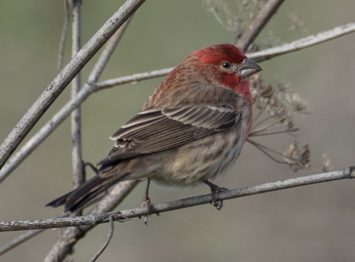 House Finch - ML396776971