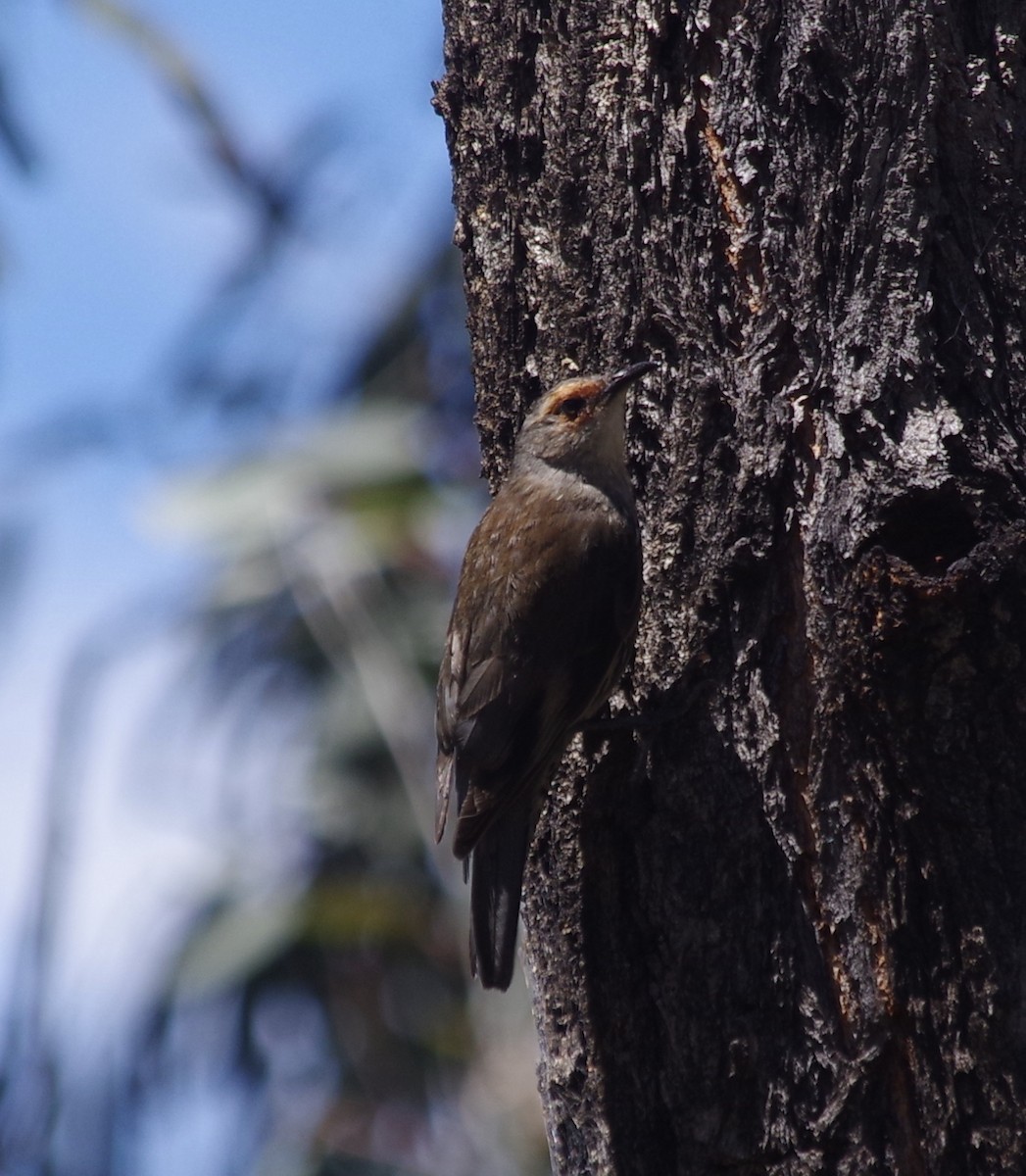 Red-browed Treecreeper - ML396779491