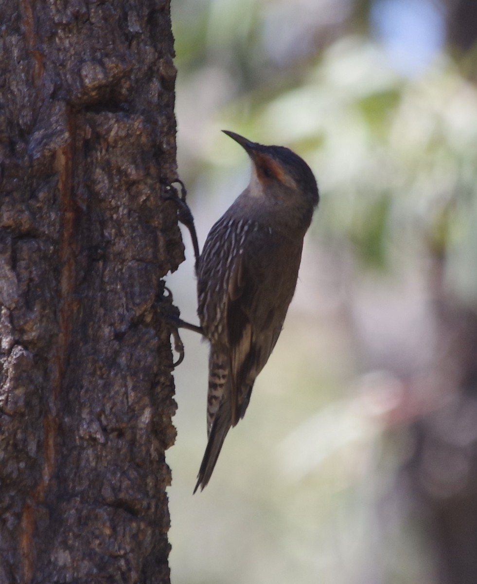 Red-browed Treecreeper - ML396779581