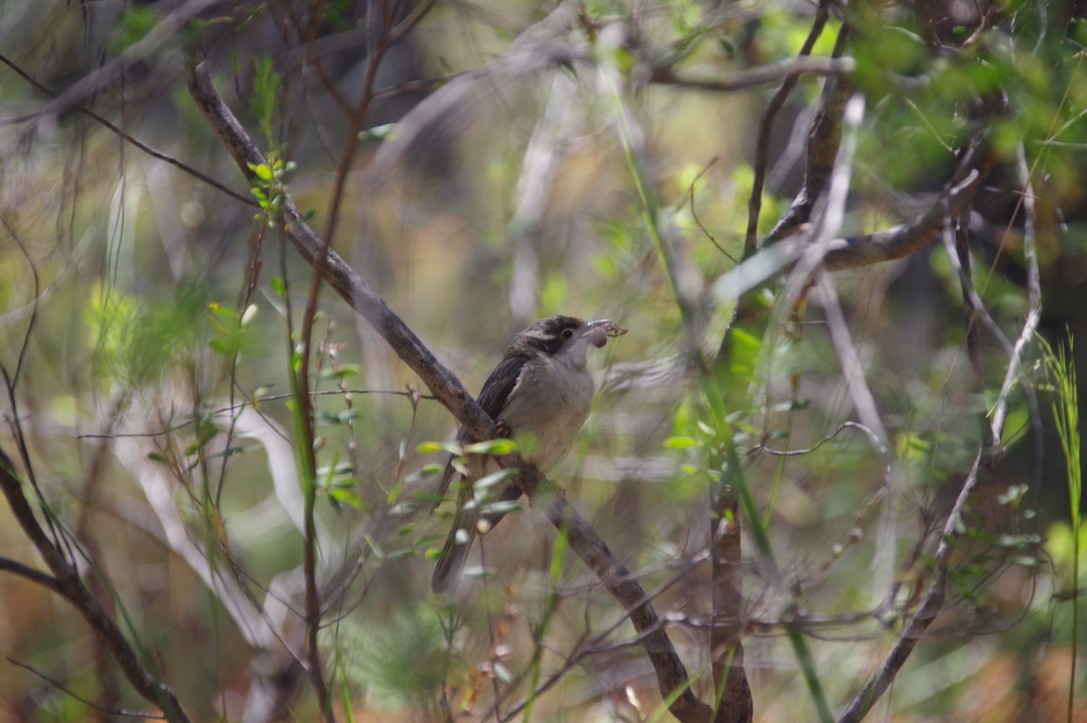 Brown-headed Honeyeater - ML396779651