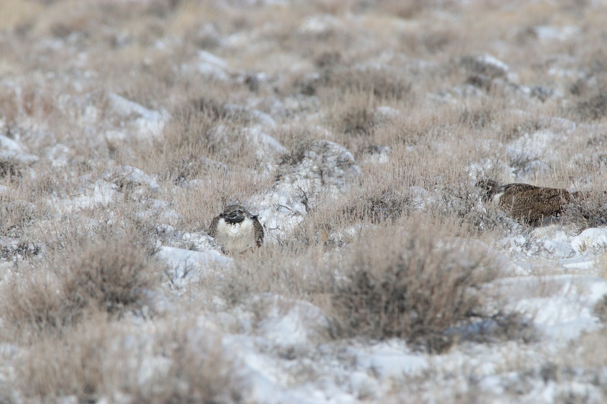 Greater Sage-Grouse - ML396779861