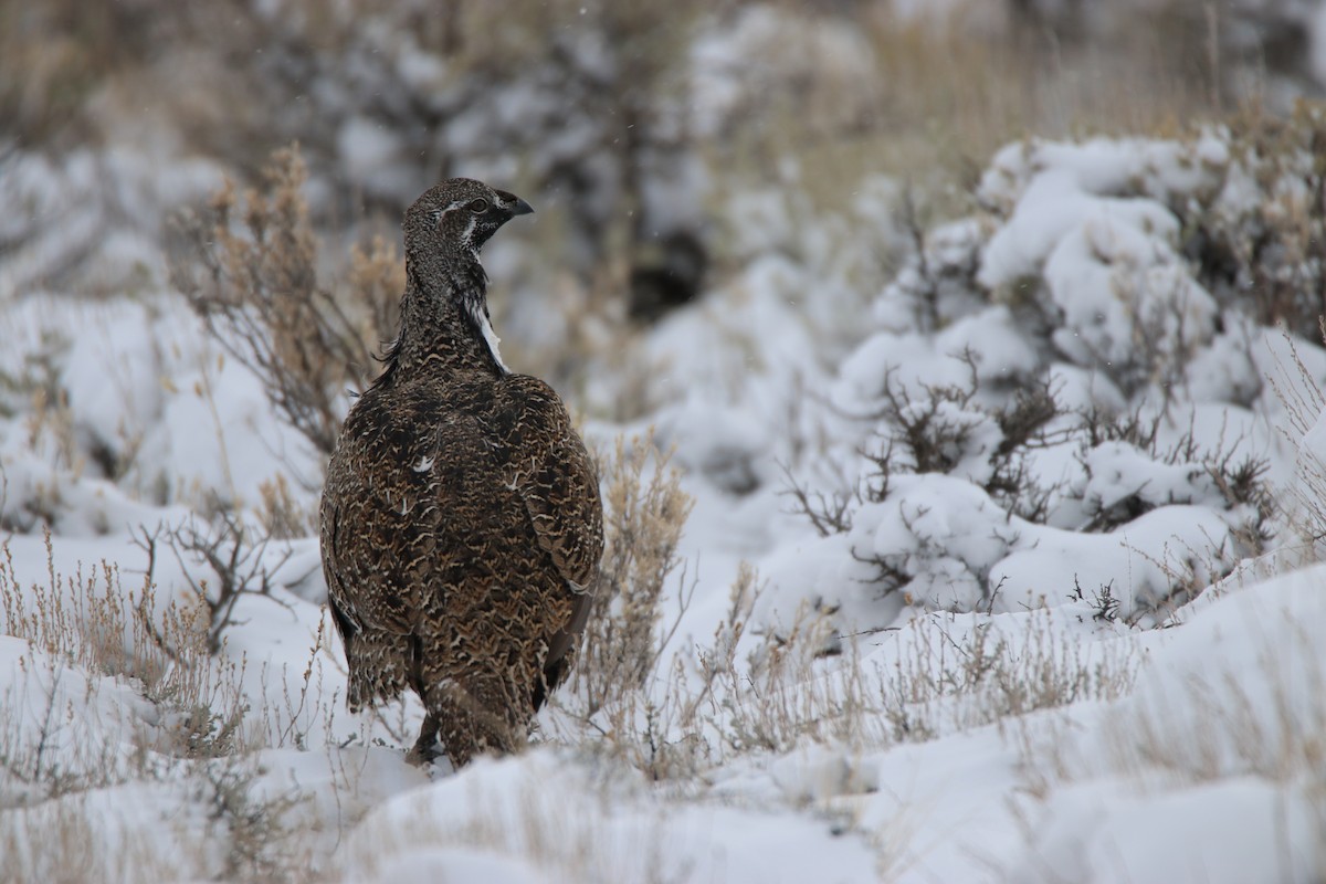 Greater Sage-Grouse - ML396779891
