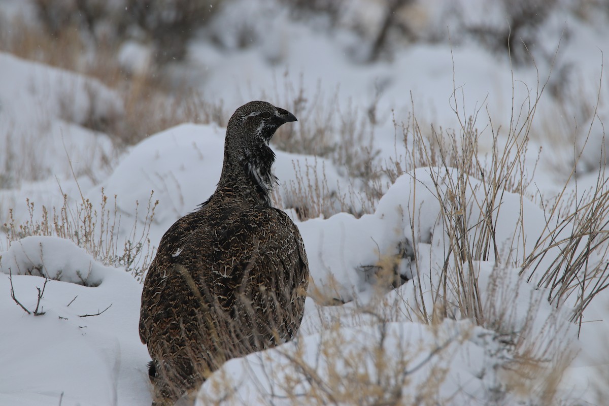 Greater Sage-Grouse - ML396779931