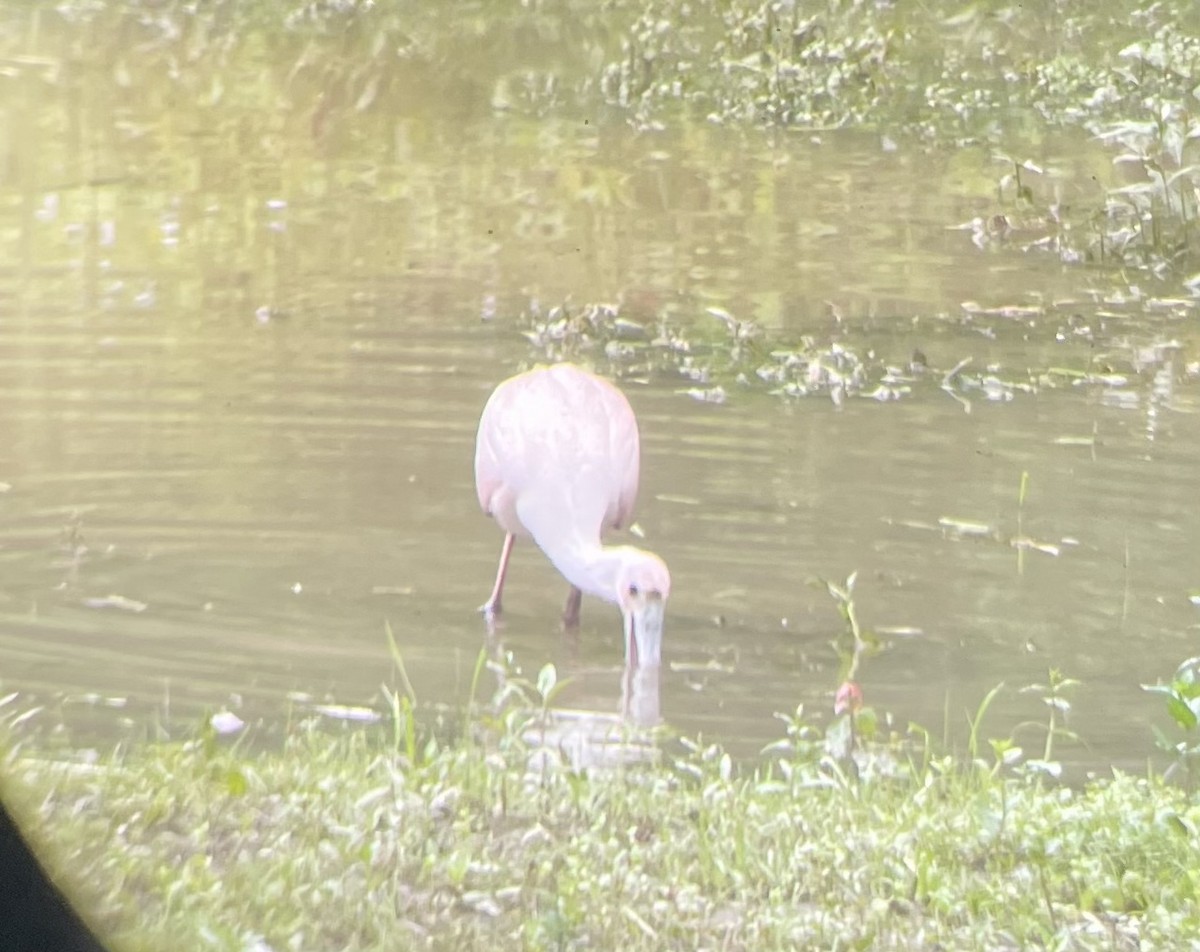 Roseate Spoonbill - Ethan Lai