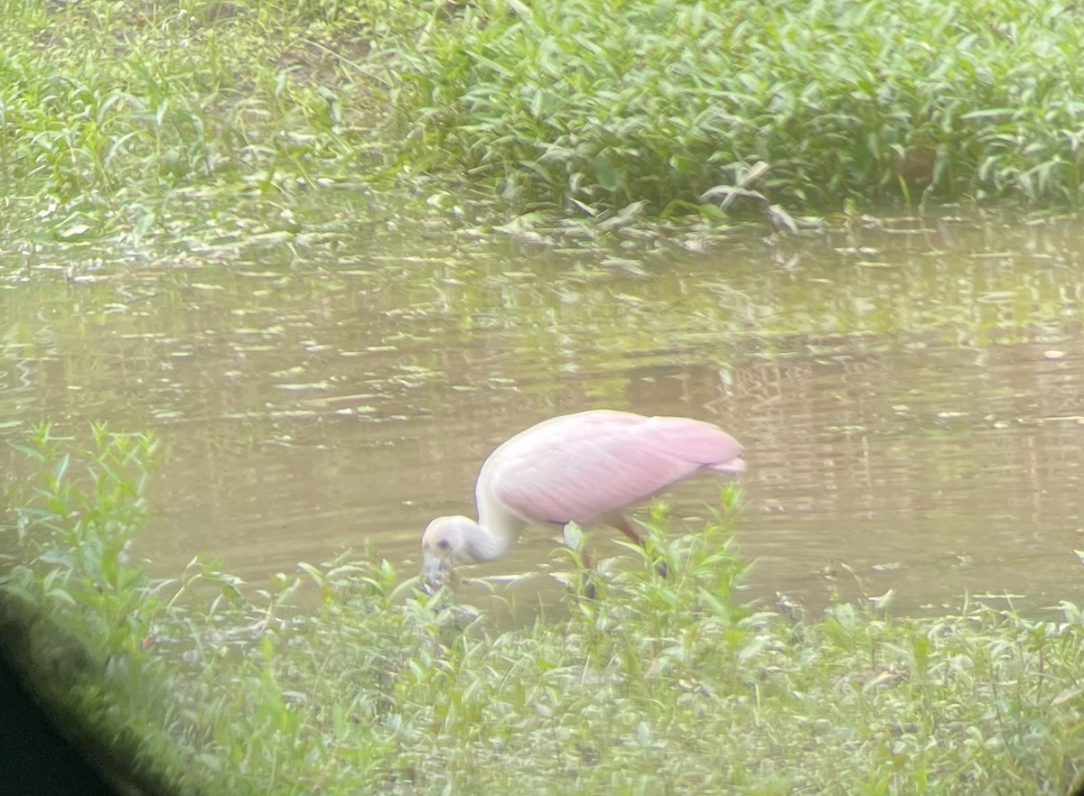 Roseate Spoonbill - ML396780781