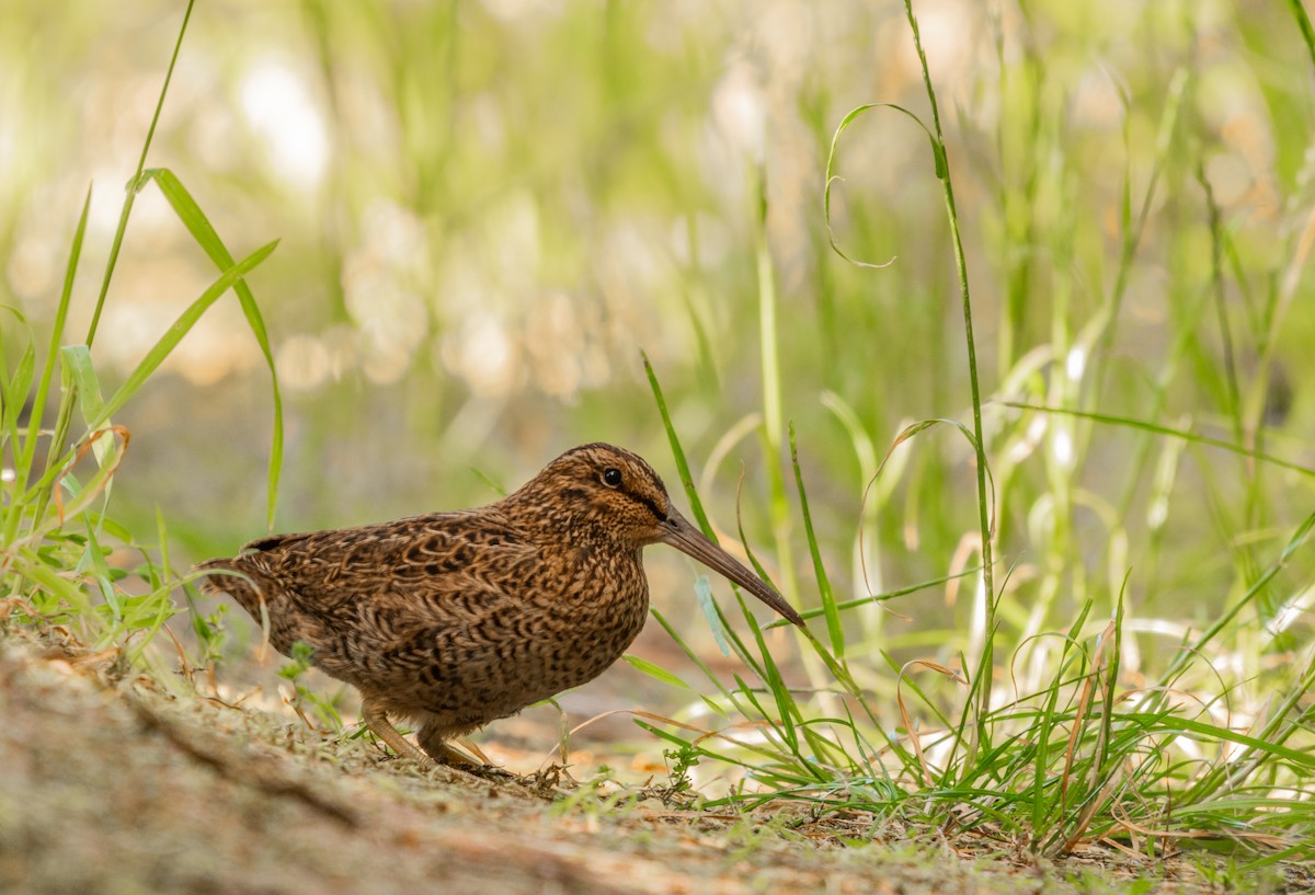 Snares Island Snipe - ML396780981