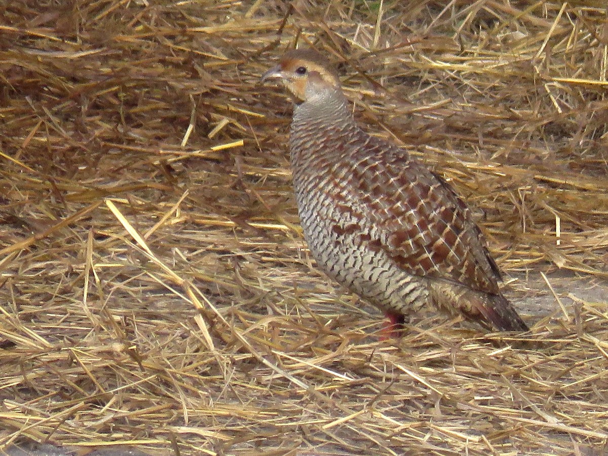 Gray Francolin - ML396781871